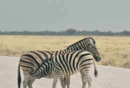 Namibia_August (77/135)